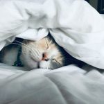 Cure insomnia with CBT